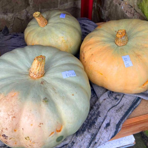 Organic Products - Image 17